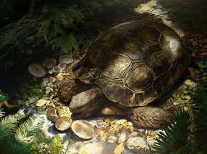 Fosil Nenek Moyang Kura-kura Hutan Asia Ditemukan di Eropa, Kok Bisa?