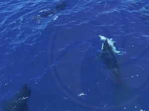 Brutalnya Kawanan Orca Bantai Hiu Putih di Laut Lepas