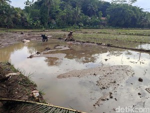 Nenek Ijoh yang Harus Menanam Ulang Padi Usai Sawahnya Terendam Banjir