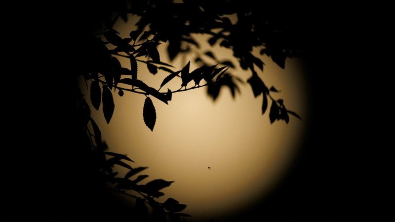 Pesawat melintasi bulan supermoon di Aguimes, Pulau Gran Canaria, Spanyol, 5 November 2025. (REUTERS/Borja Suarez)