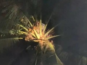 Pria di Banten Terjebak 2 Jam di Atas Pohon Kelapa Usai Turun Hujan