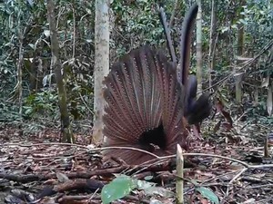 5 Keunikan Kuau yang Punya Tarian Pemikat Betina