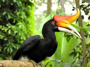 Si Cantik Burung Rangkong Badak yang Kini Telah Langka