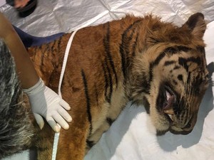 Harimau Sumatera di Lampung Mati, BKSDA Ungkap Penyebabnya