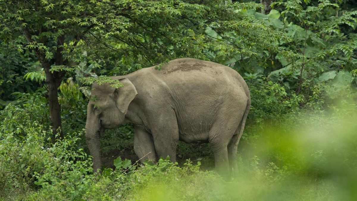 Viral Pria di Aceh Tengah Dikejar Gajah saat Berkebun