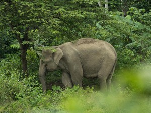 Ngeri! Turis Perempuan Ini Tewas Saat Terjebak Perkelahian 2 Ekor Gajah