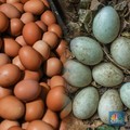 Telur Ayam vs Telur Bebek, Mana yang Paling Sehat?