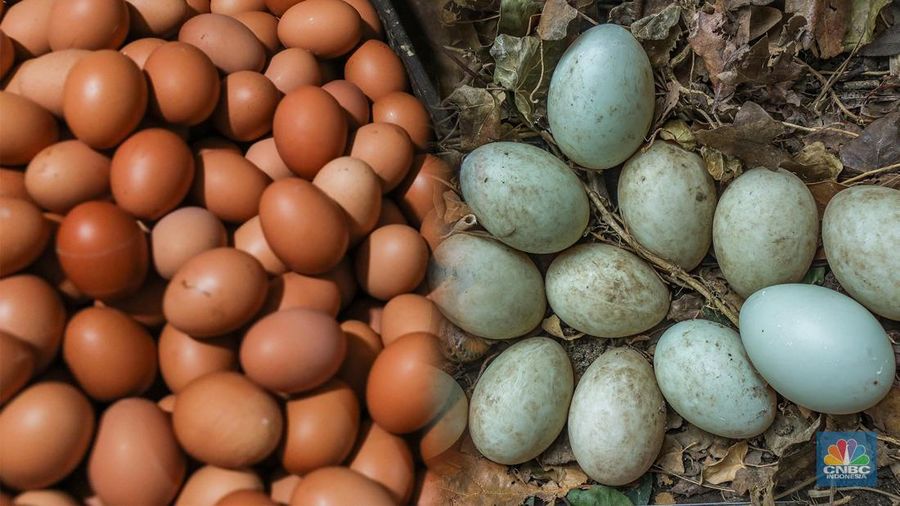 Foto kolase telur ayam dan telur bebek. (CNBC Indonesia)