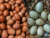 Telur Ayam vs Telur Bebek, Mana yang Paling Sehat?