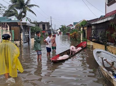 Babi Naik Perahu! Ini Potret Evakuasi 1 Juta Warga di Tetangga RI