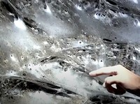 Penampakan Jaring Laba-Laba Raksasa Bikin Ilmuwan Bergidik