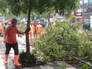 Hujan Deras di Surabaya, Pohon Tumbang-Traffic Light Padam