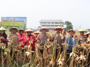 Wujudkan Swasembada Pangan, Polres Dumai Panen Jagung Gandeng Mahasiswa