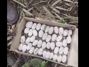 Heboh Induk King Cobra Ditemukan Bersama 45 Telurnya di Tabanan