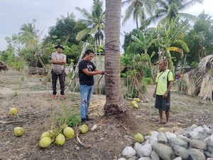 Ayah Kades Faumes Kupang Tewas Terjatuh dari Pohon Kelapa, Diduga Mabuk