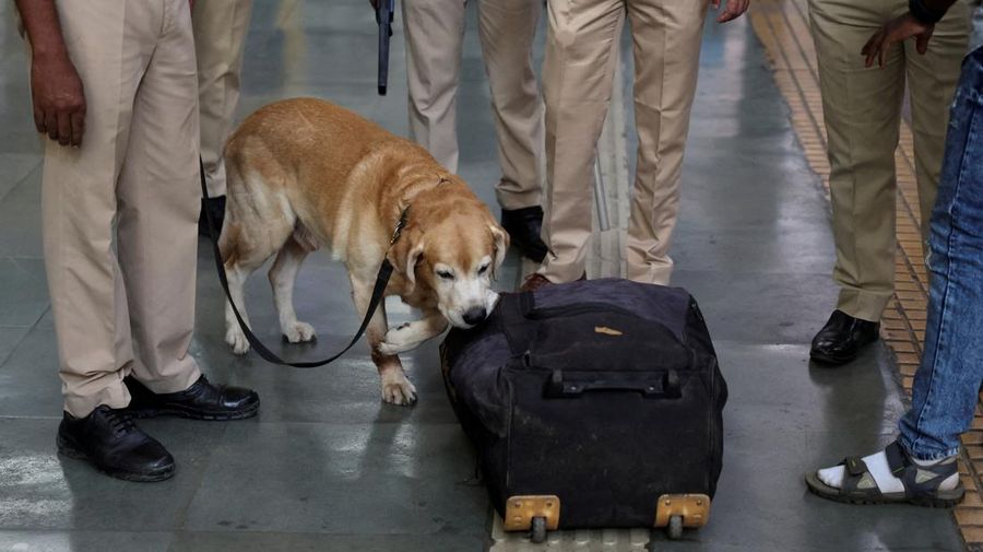 Seekor anjing pelacak polisi Mumbai mengendus tas selama patroli setelah keamanan ditingkatkan menyusul ledakan di New Delhi, di sebuah stasiun kereta api di Mumbai, India, 11 November 2025. (REUTERS/Francis Mascarenhas)