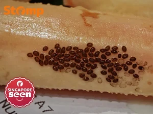 Bikin Heboh! Pelanggan Temukan Telur Lintah Laut Nempel di Kaki Kepiting
