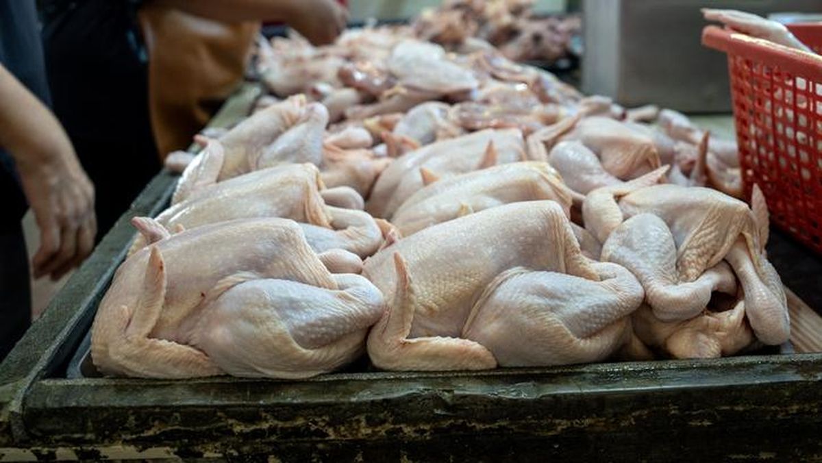 Harga Daging Ayam Mahal Imbas MBG, Bapanas Beri Subsidi Biaya Distribusi — NadiKabar.com