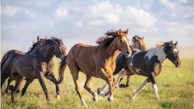 Kuda Impor dari Belanja Menjajah Indonesia, Nilainya Bikin Melongo