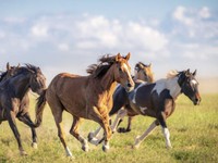 Kuda Impor dari Belanja Menjajah Indonesia, Nilainya Bikin Melongo