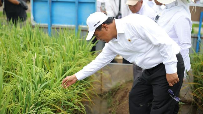 Amran Cabut Izin 190 Distributor dan Pengecer Pupuk, Ini Pelanggarannya