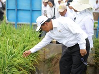 Amran Cabut Izin 190 Distributor & Pengecer Pupuk, Ini Pelanggarannya