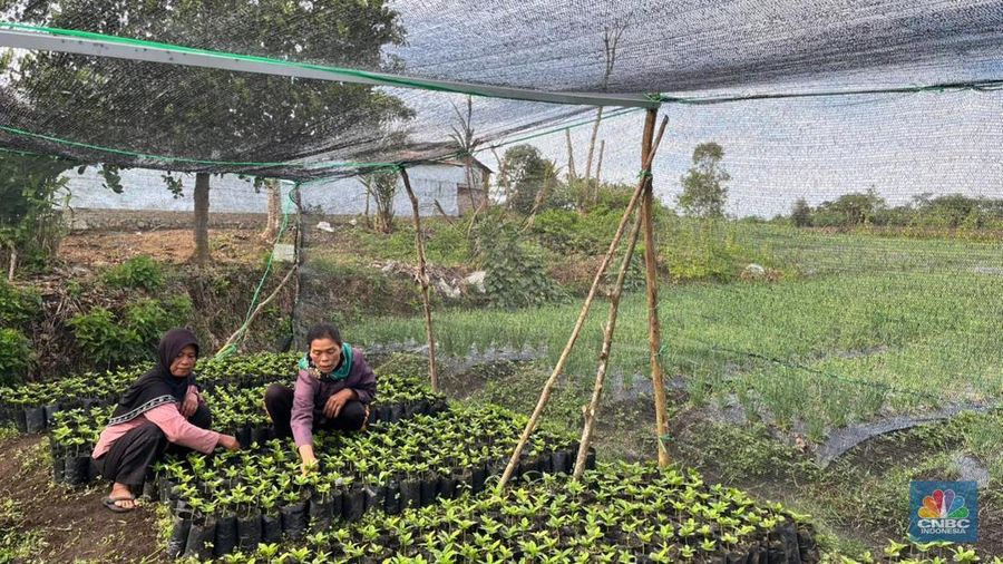 Pengembangan Kopi Lintong di Humbang Hasundutan, Sumatera Utara/Rahajeng Kusumo