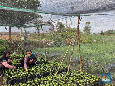 Kopi Lintong: Keunikan dan Cita Rasa yang Mendunia