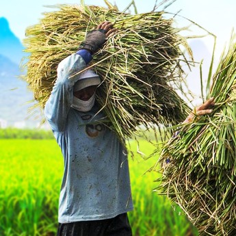 Tragis! Petani Indonesia Kerja Keras, Tapi Ujungnya Cuma Dapat Recehan