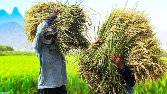 Harga Beras Naik, Petani Kebagian Untung Segini!