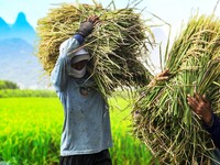 Tragis! Petani Indonesia Kerja Keras, Tapi Ujungnya Cuma Dapat Recehan