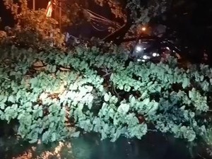 Pohon Trembesi di Jalan Pasuruan-Purwosari Roboh, Jalur ke Malang Lumpuh
