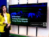 Video: Pertanian: Tulang Punggung Yang Mulai Rapuh