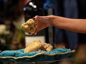 Fantastis! Jamur White Truffle Pernah Berhasil Terjual Rp 2,4 Miliar