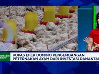 Video: Analis: Investasi Danantara Jangan Matikan Peternak Ayam Kecil