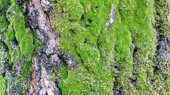 Tanaman RI Ini Diincar Jepang-Swiss, Padahal Tumbuh Liar Dekat Got