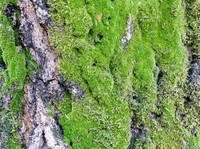 Tanaman RI Ini Diincar Jepang-Swiss, Padahal Tumbuh Liar Dekat Got