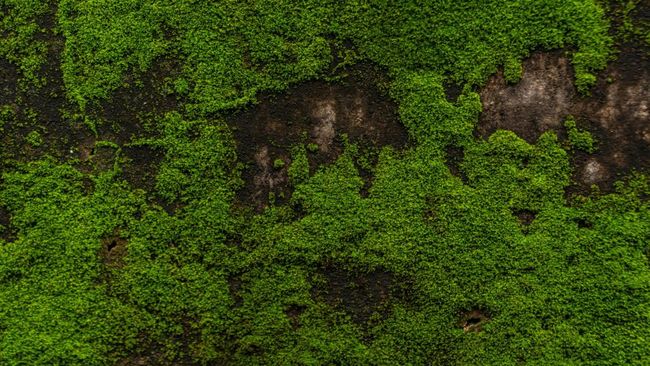 Tumbuh Liar Dekat Got di RI, Tanaman Ini Diincar Jepang-Swiss