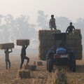 Pekerja memuat bal jerami padi ke traktor, di sawah, pada pagi yang berkabut, di tengah polusi udara yang terjadi di Mansa, di negara bagian Punjab, India utara, 12 November 2025. (REUTERS/Bhawika Chhabra)