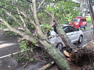 Mobil Rusak Ditimpa Pohon Tumbang, Pemilik Harap Pemkot Bogor Ganti Rugi