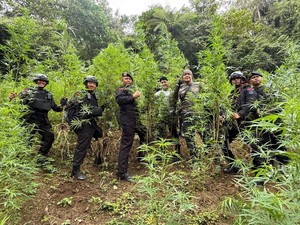 Brimob Temukan 10 Hektare Ladang Ganja di Madina