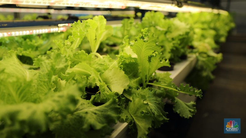 Sejumlah pegawai memanen slada di Ladang Farm, Cilandak, Jakarta, Kamis (13/11/2025). (CNBC Indonesia/Tri Susilo)