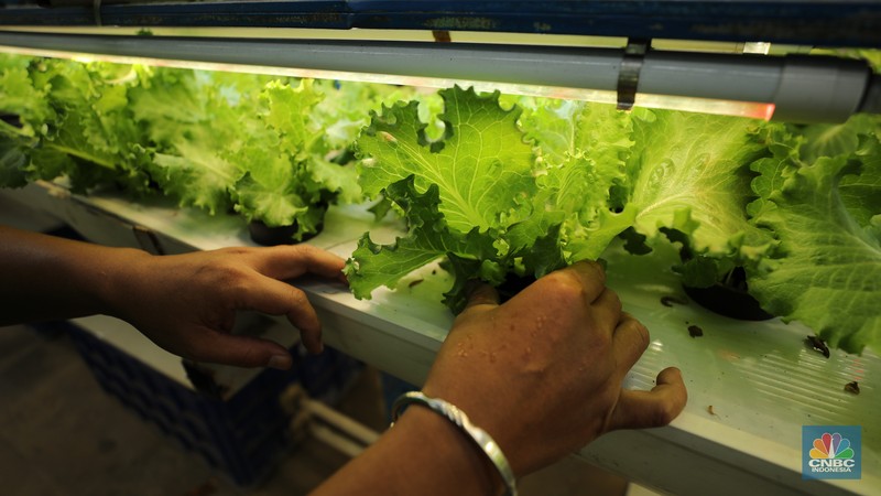Sejumlah pegawai memanen slada di Ladang Farm, Cilandak, Jakarta, Kamis (13/11/2025). (CNBC Indonesia/Tri Susilo)