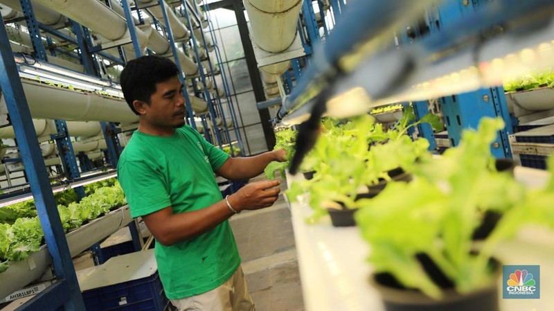 Sejumlah pegawai memanen slada di Ladang Farm, Cilandak, Jakarta, Kamis (13/11/2025). (CNBC Indonesia/Tri Susilo)