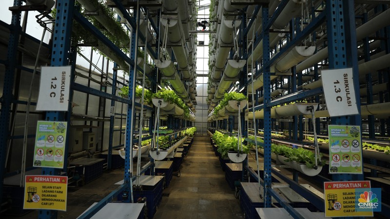 Sejumlah pegawai memanen slada di Ladang Farm, Cilandak, Jakarta, Kamis (13/11/2025). (CNBC Indonesia/Tri Susilo)