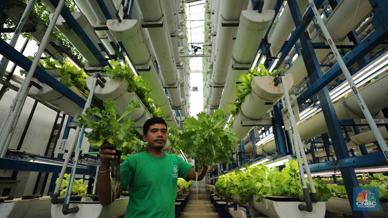 Sejumlah pegawai memanen slada di Ladang Farm, Cilandak, Jakarta, Kamis (13/11/2025). (CNBC Indonesia/Tri Susilo)