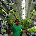 Ajaib! Tanpa Lahan, Warga Jakarta Bisa Panen Sayuran Pakai Cara Ini