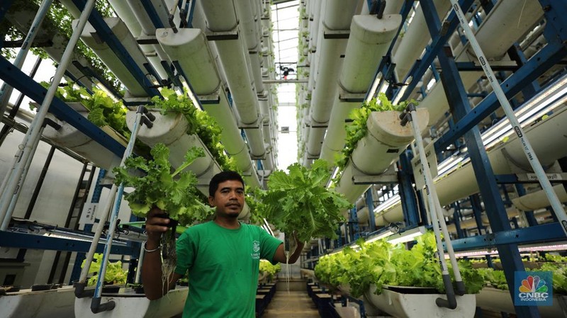Sejumlah pegawai memanen slada di Ladang Farm, Cilandak, Jakarta, Kamis (13/11/2025). (CNBC Indonesia/Tri Susilo)