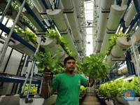 Ajaib! Tanpa Lahan, Warga Jakarta Bisa Panen Sayuran Pakai Cara Ini