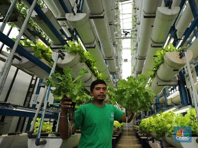 Ajaib! Tanpa Lahan, Warga Jakarta Bisa Panen Sayuran Pakai Cara Ini